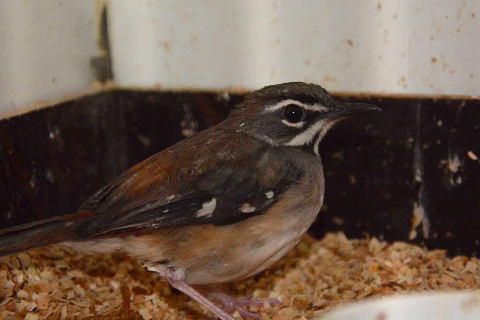Forest scrub robin (Cercotrichas leucosticta colstoni)