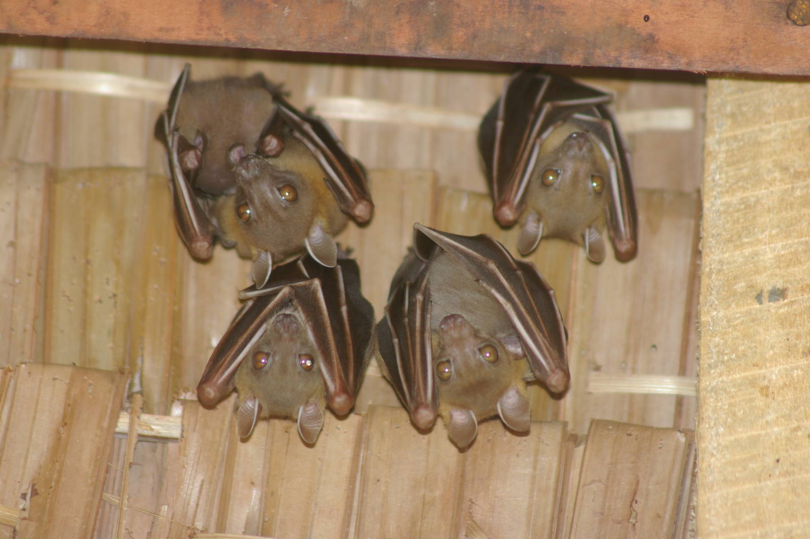 Forest Short-nosed Fruit Bats (Cynopterus minutus)
