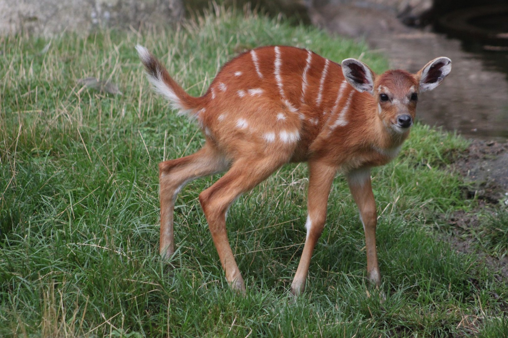 Forest sitatunga calf (Tragelaphus spekii gratus)