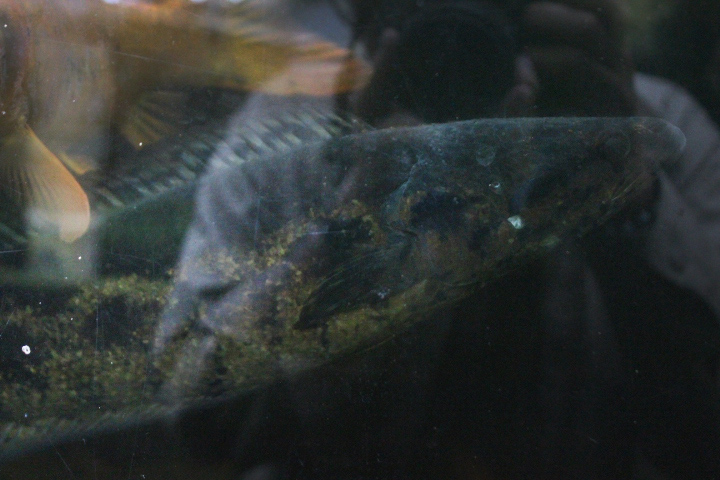 Forest snakehead (Channa lucius) - Taman Konservasi Sato Loka