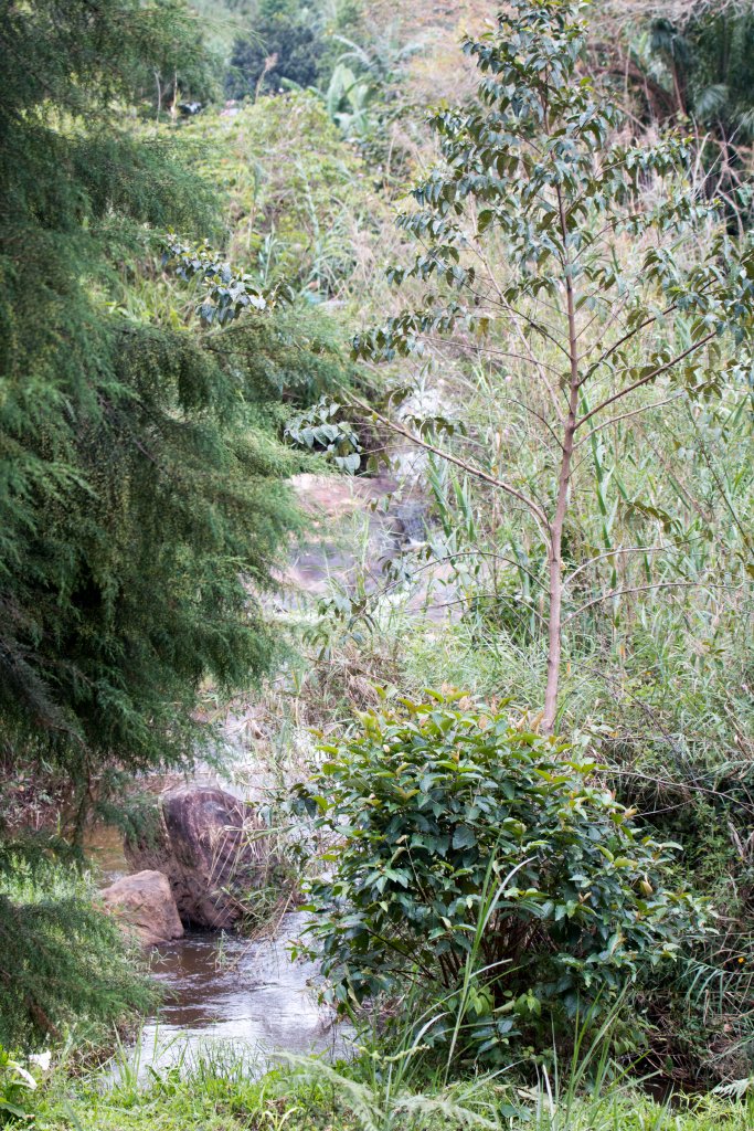 Forest Stream and Waterfall