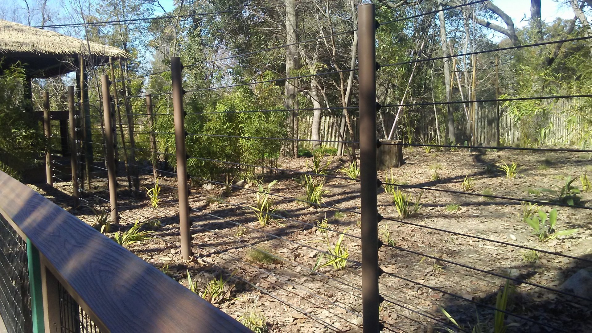 Forest the okapi's exhibit
