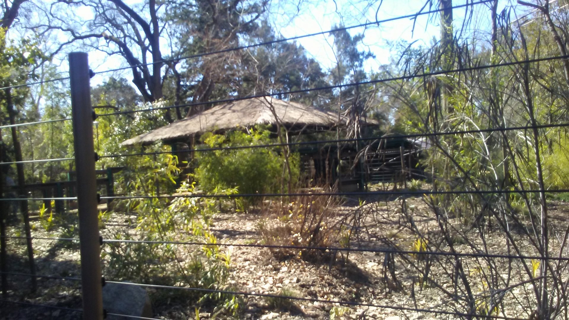 Forest the okapi's exhibit