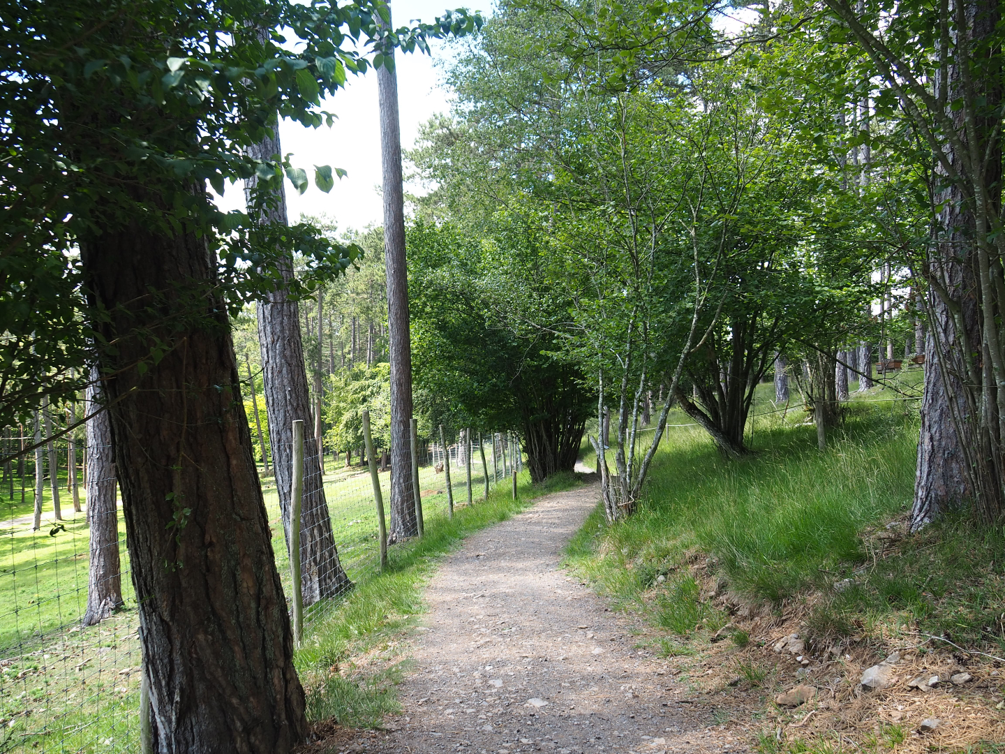 Forest trail, 2020-07-12