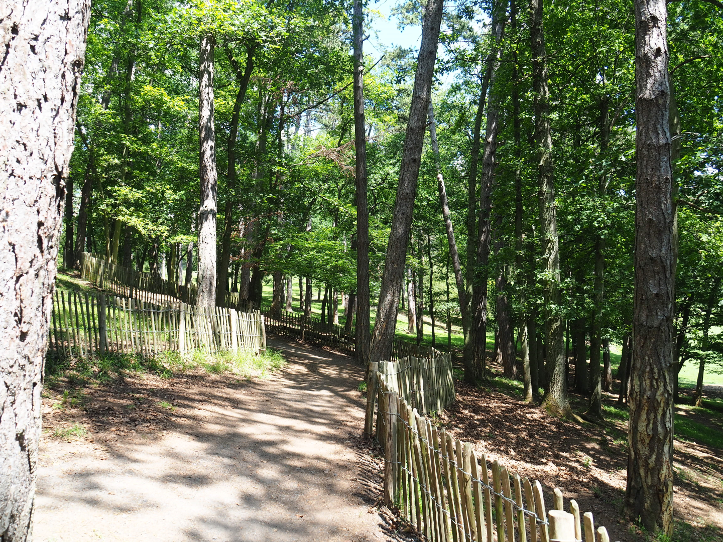 Forest trail, 2020-07-12