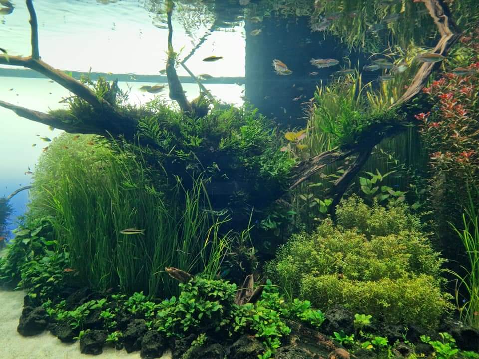 Forest Underwater