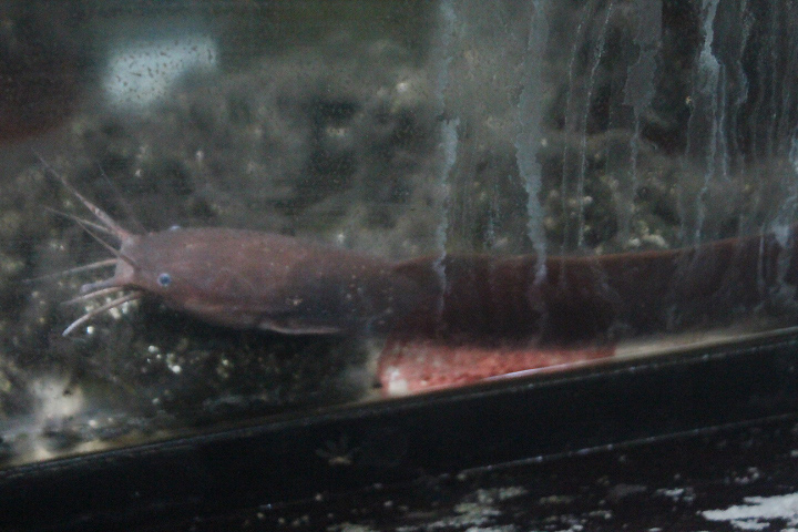 Forest walking catfish (Clarias leiacanthus)