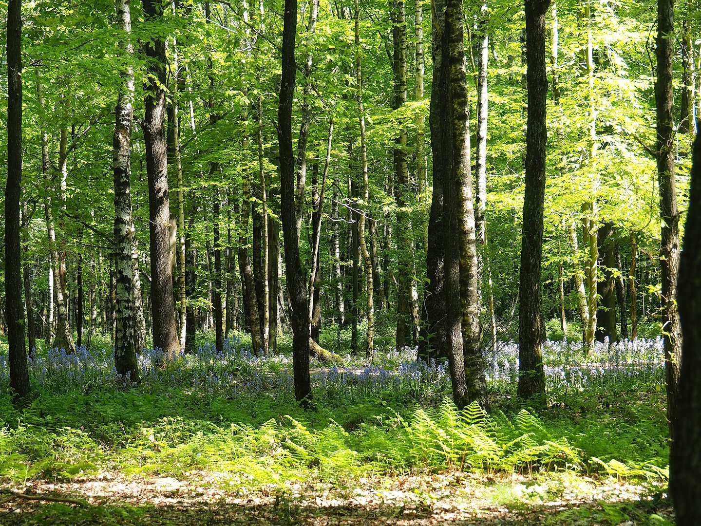 Forest with bluebells on park grounds, 2023-05-19