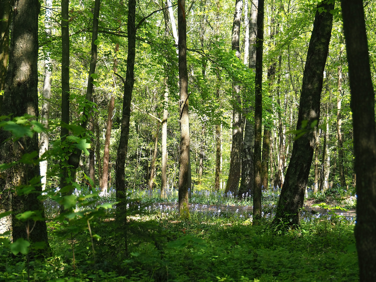 Forest with bluebells on park grounds, 2023-05-19