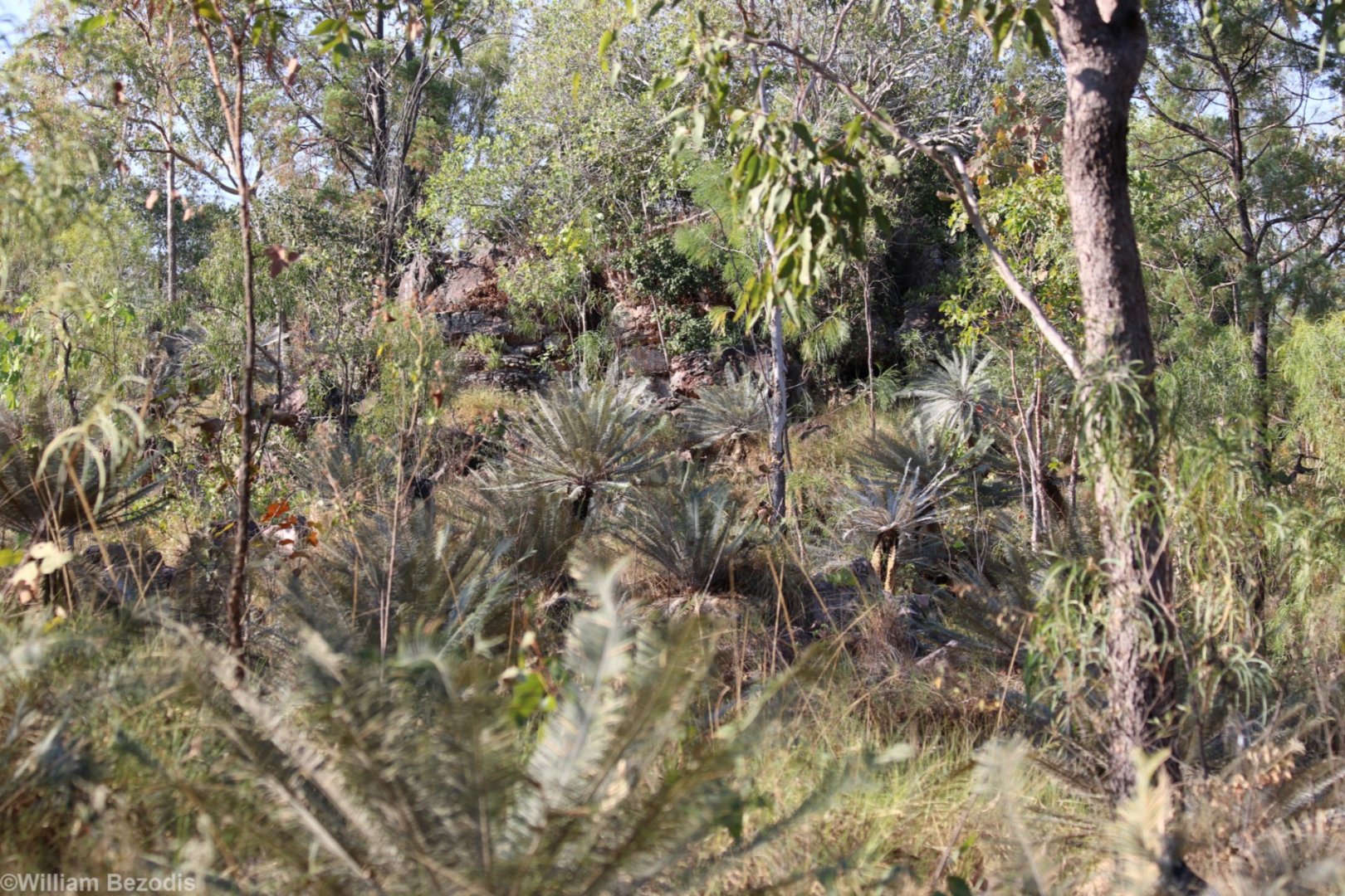 Forest with Cycas calcicola - Litchfield National Park