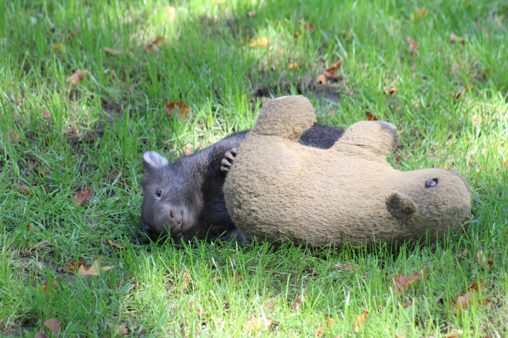 Forest Wombat Joey