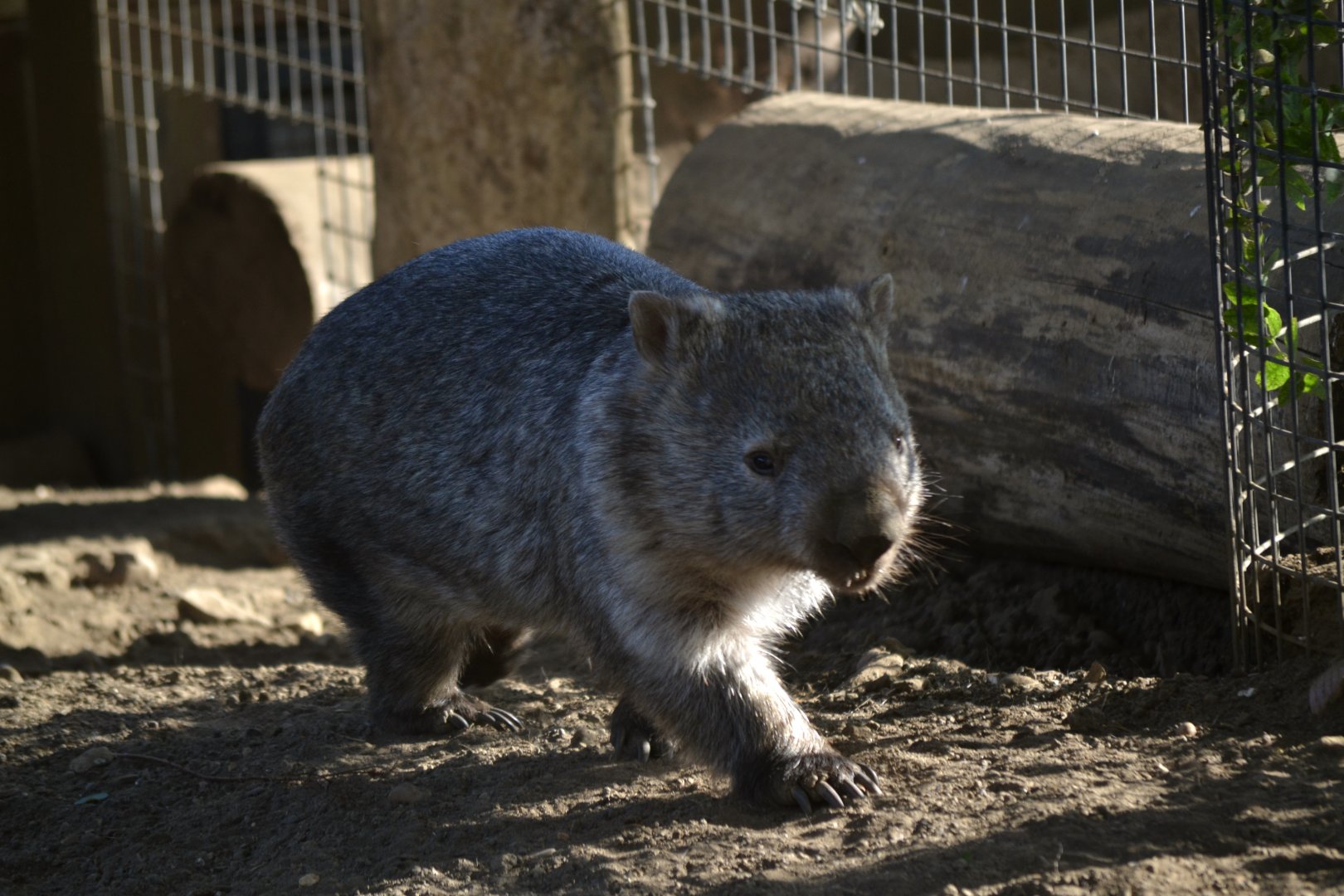 Forest Wombat - September 2020