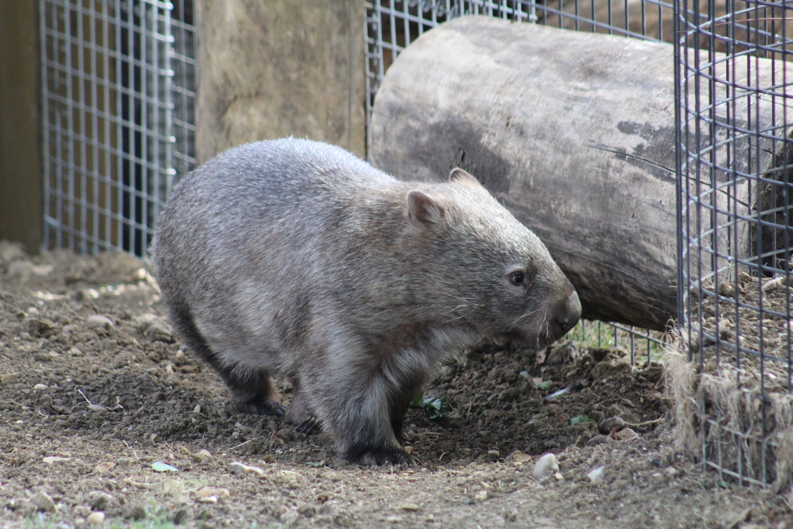 Forest Wombat