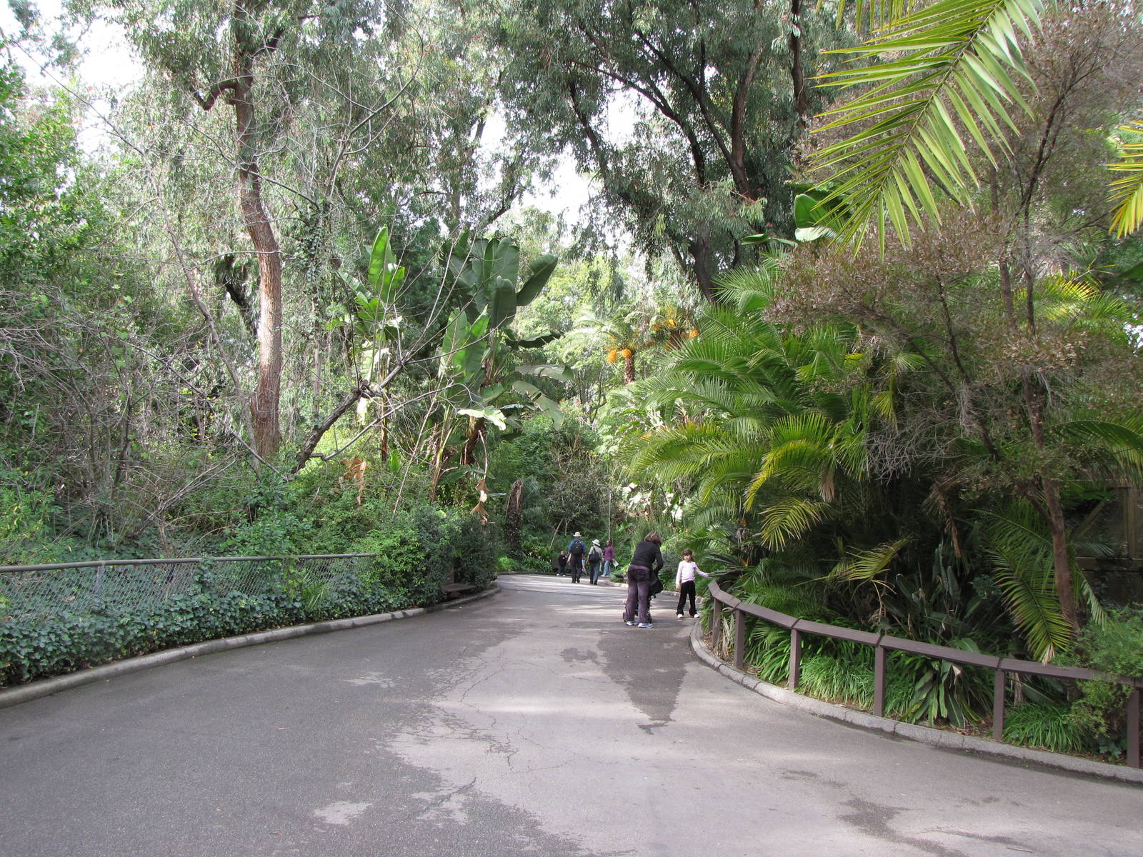 Forested African Walkway