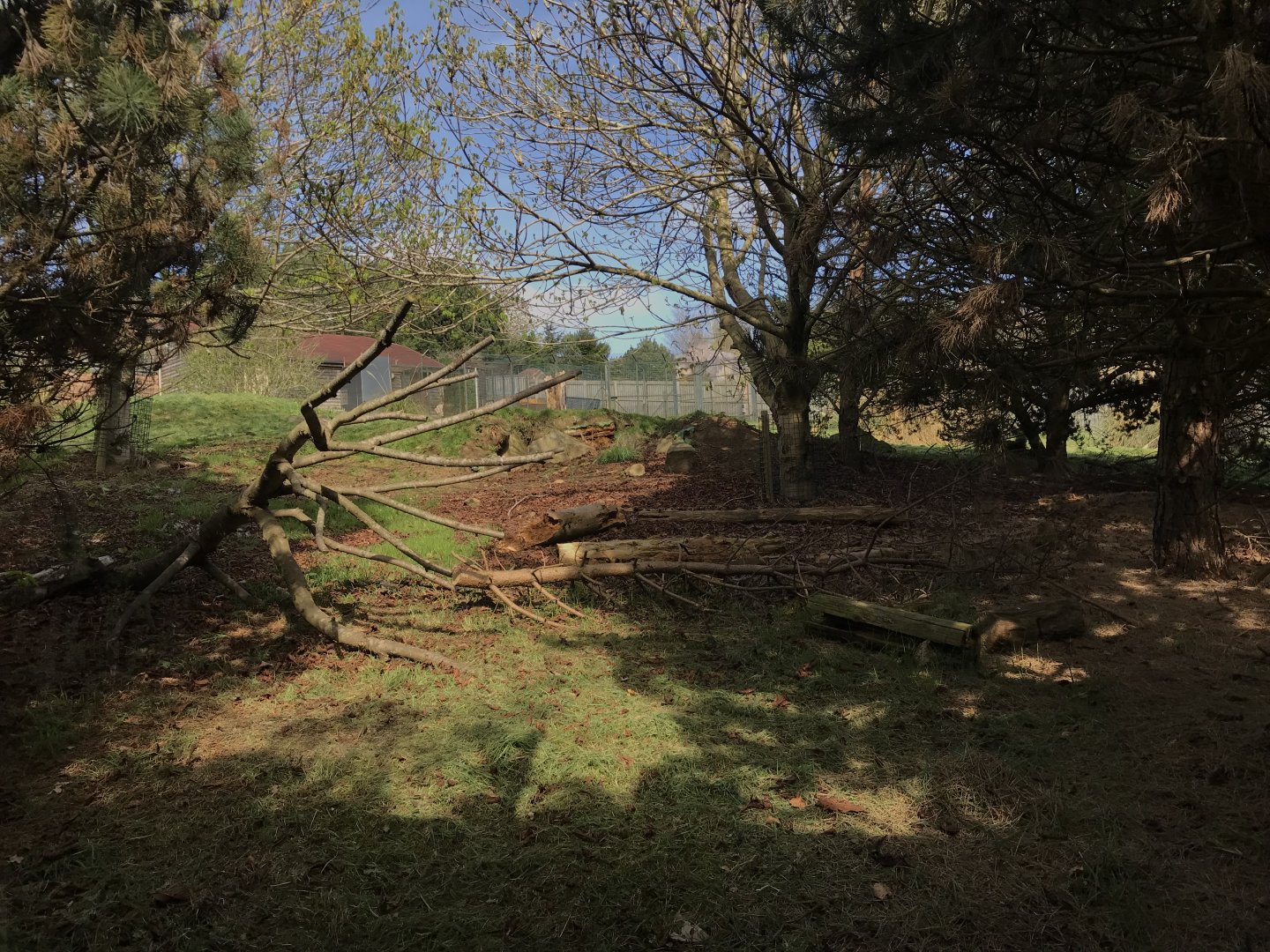 Forested area of giant anteater enclosure