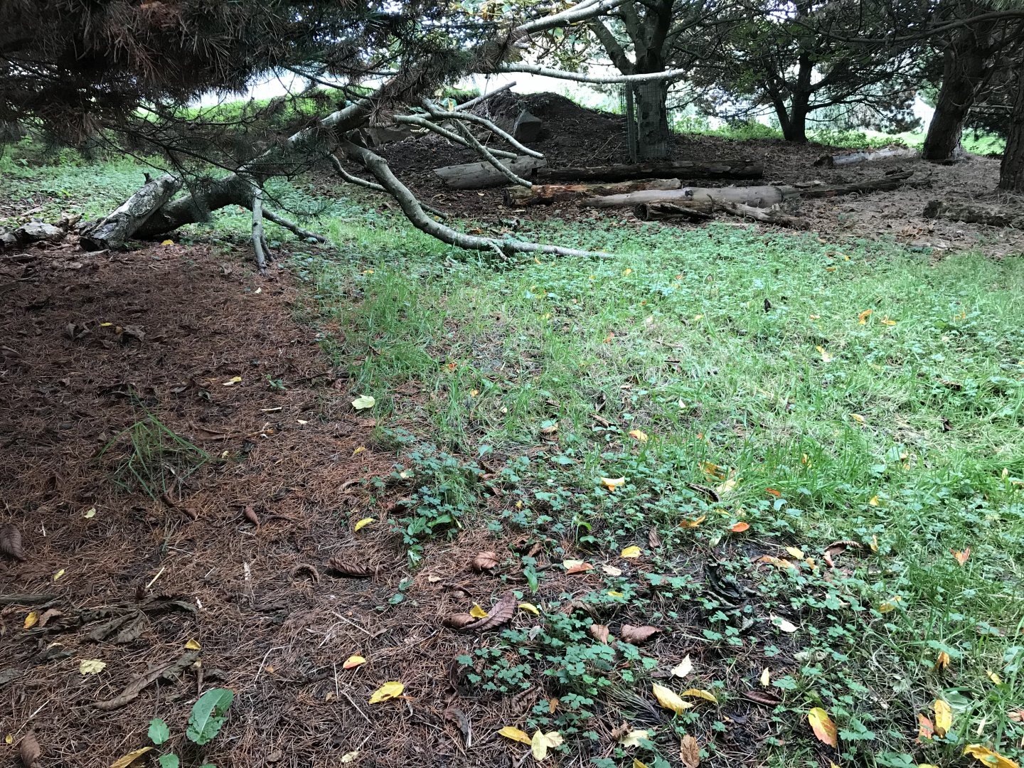 Forested area of the giant anteater enclosure