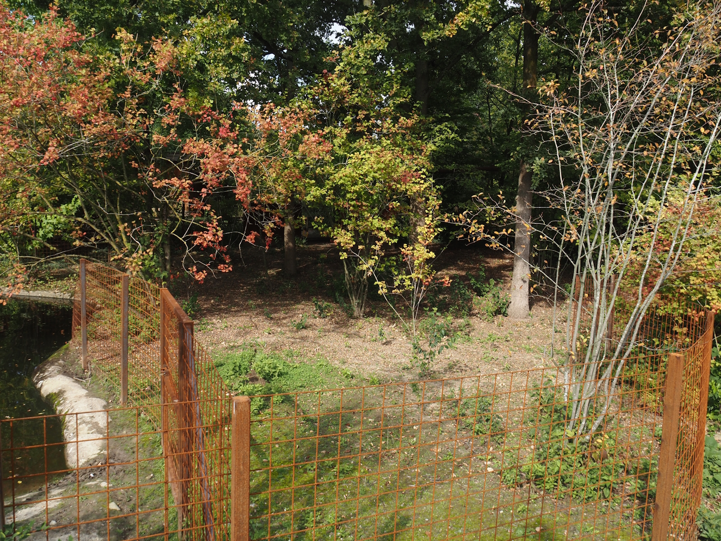 Forested land area extension connected to second pygmy hippopotamus exhibit, 2025-09-30