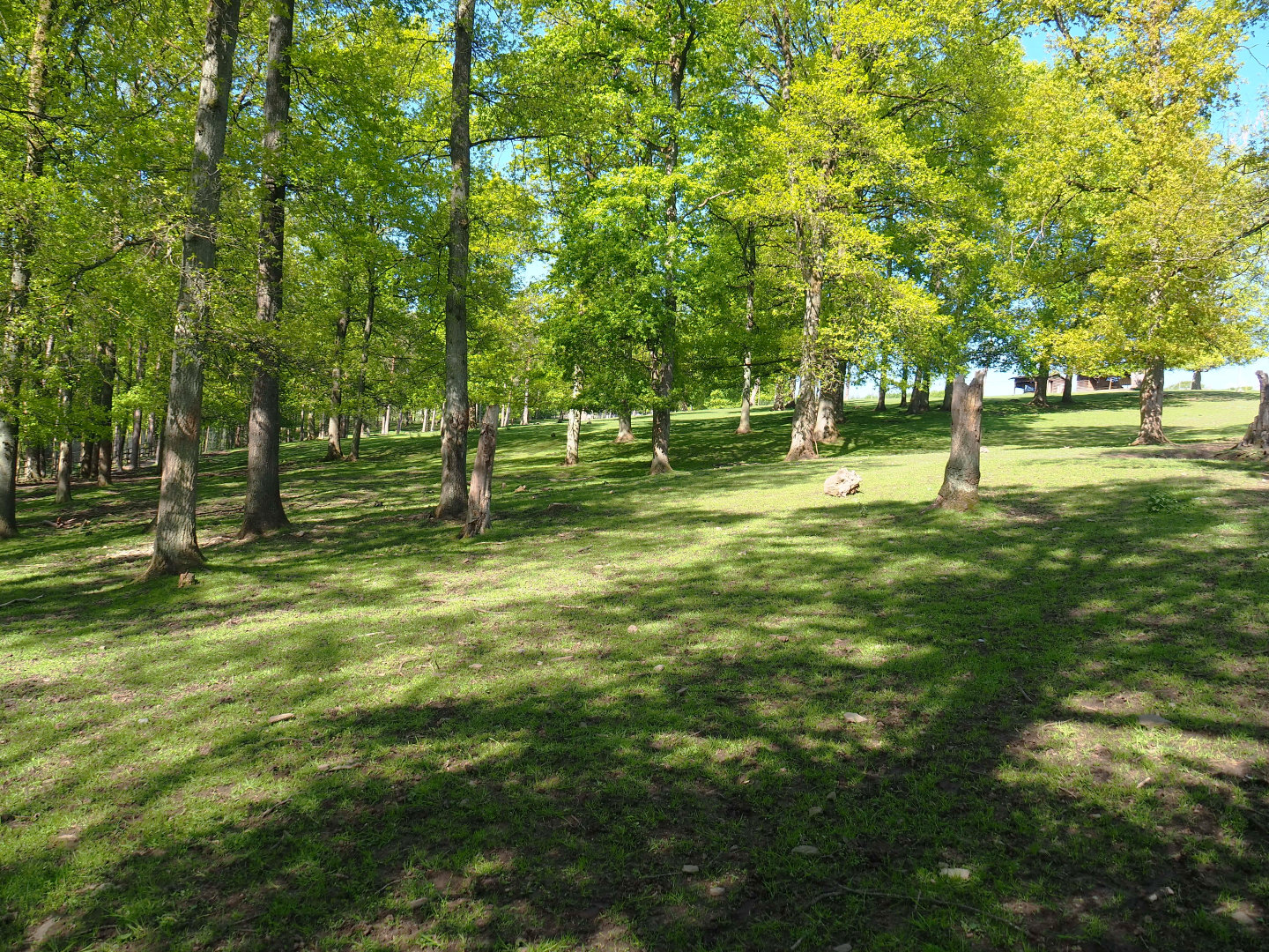 Forested part of the Central European red deer, Common fallow deer and European mouflon paddock, 2021-05-29