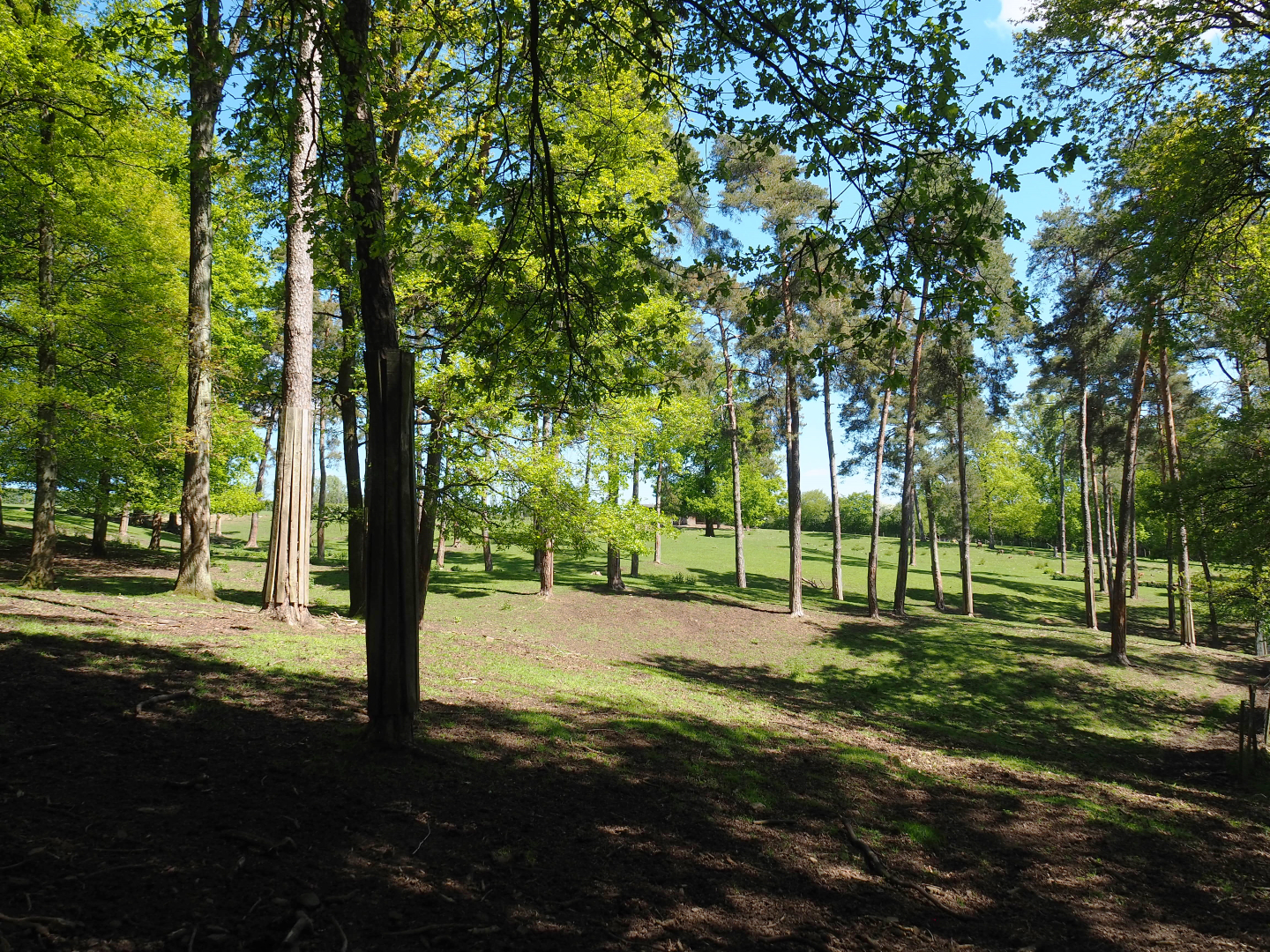 Forested part of the Central European red deer, Common fallow deer and European mouflon paddock, 2021-05-29