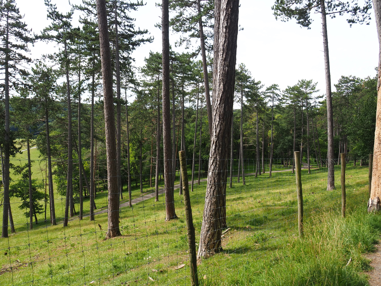 Forested part of the large mixed paddock in the Lesse Valley and lower part of the wildlife park, 2021-08-15