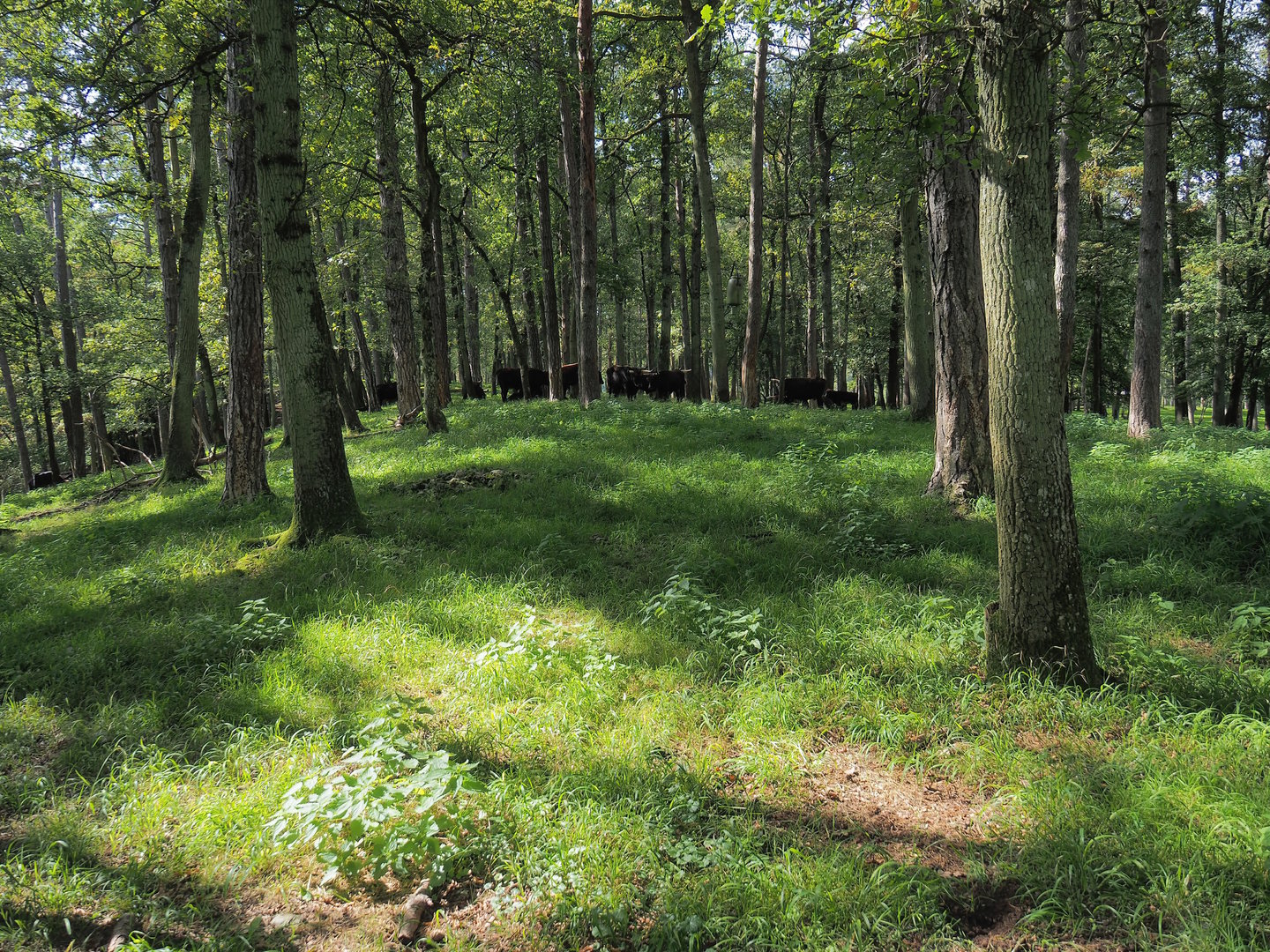 Forested part of the large mixed paddock in the Lesse Valley, with Heck cattle in the forest, 2023-09-26