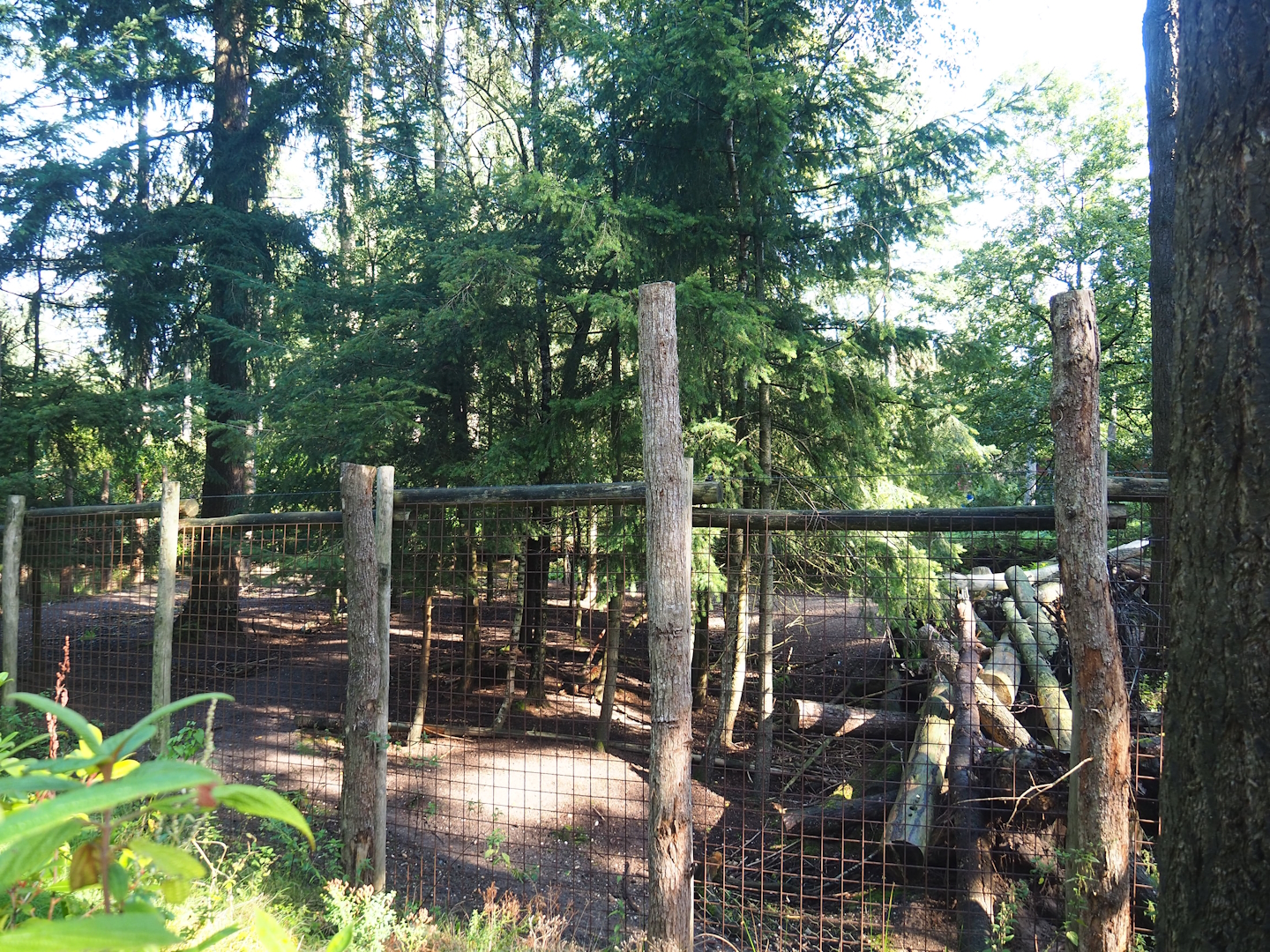 Forested section of the Savanna exhibit, 2023-09-24