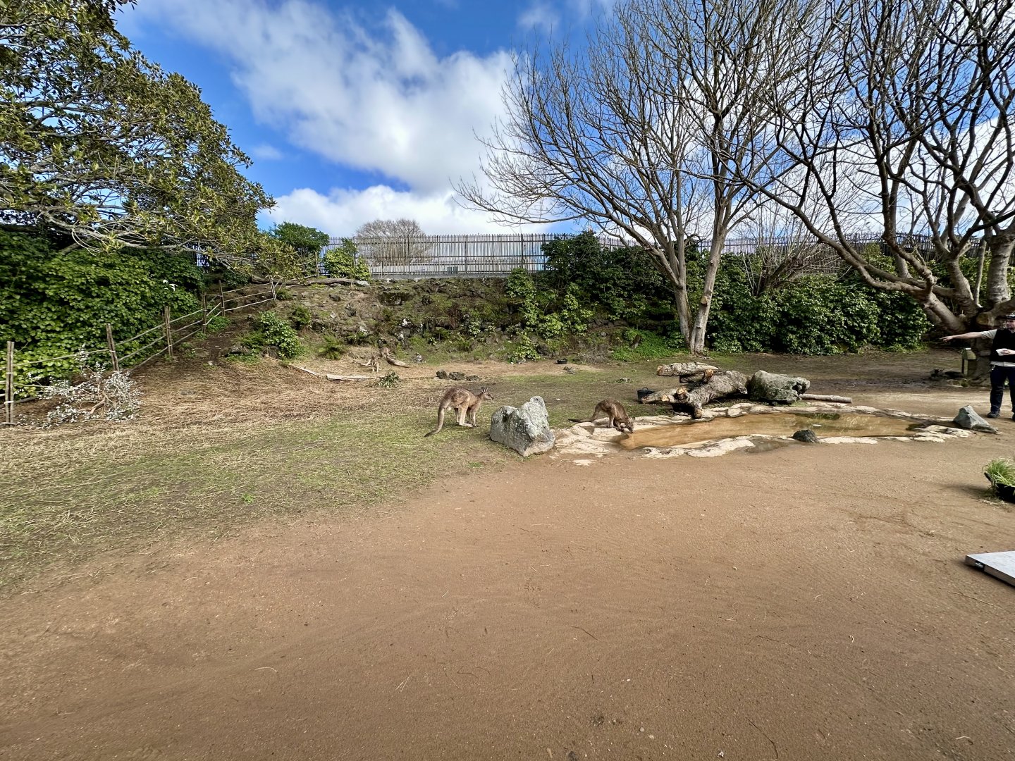 Forester Kangaroo Exhibit