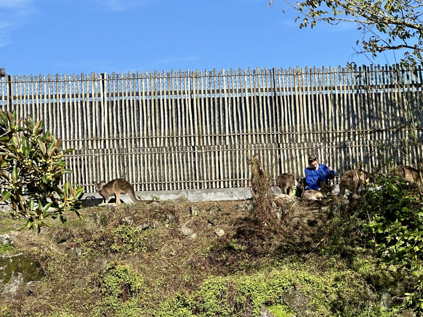 Forester kangaroo (Macropus giganteus tasmaniensis)