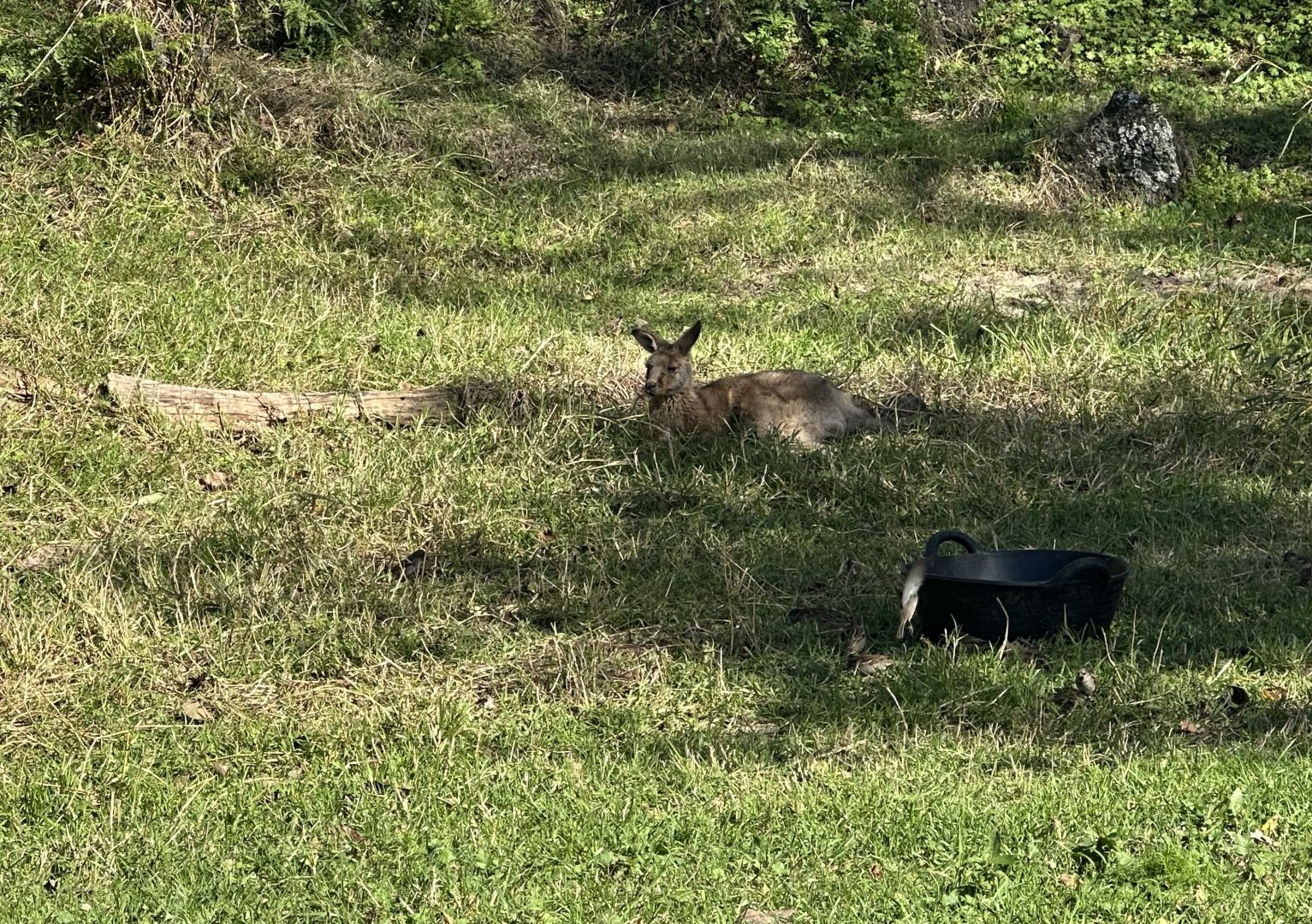 Forester kangaroo (Macropus giganteus tasmaniensis)