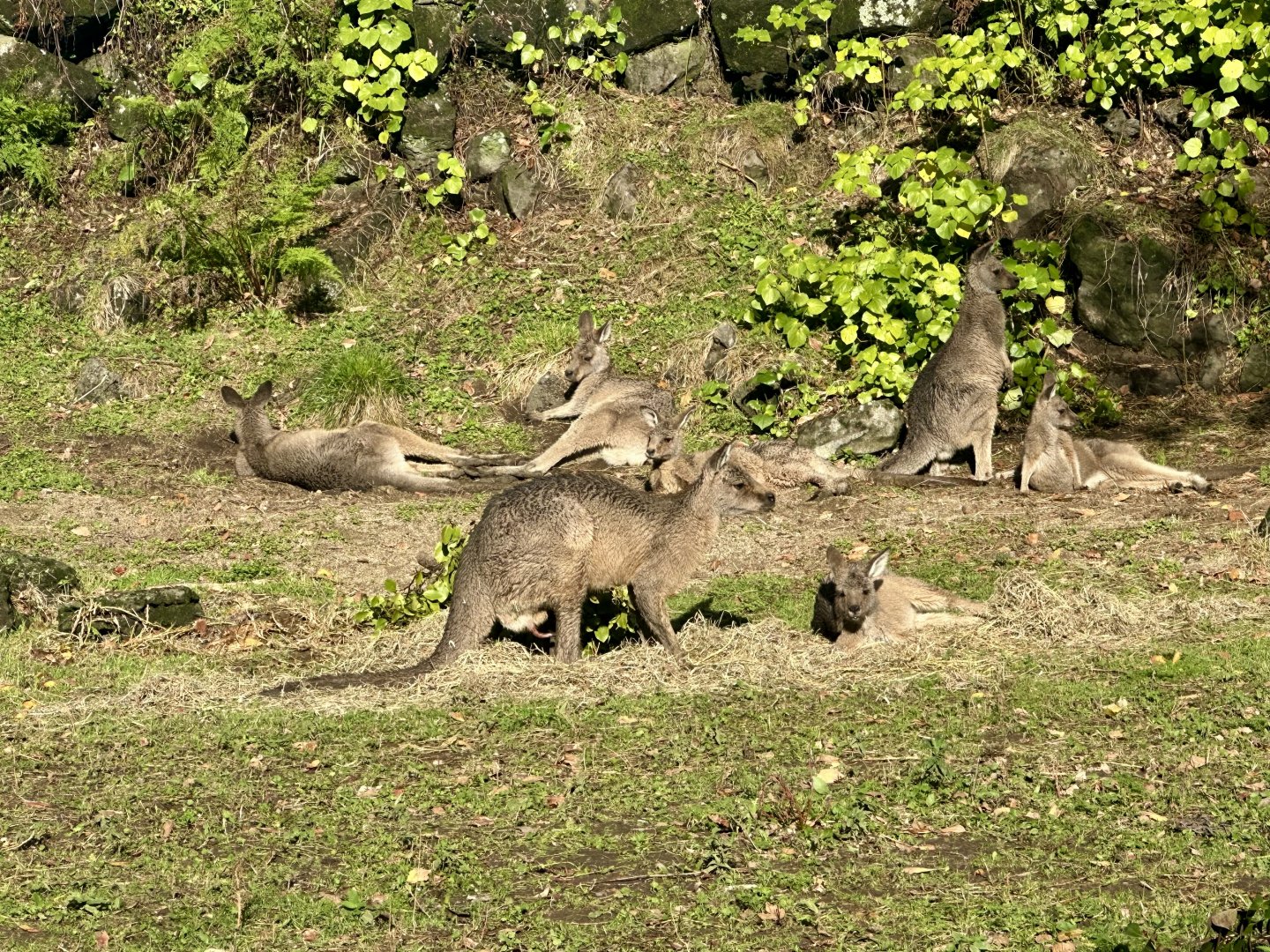 Forester kangaroo (Macropus giganteus tasmaniensis)