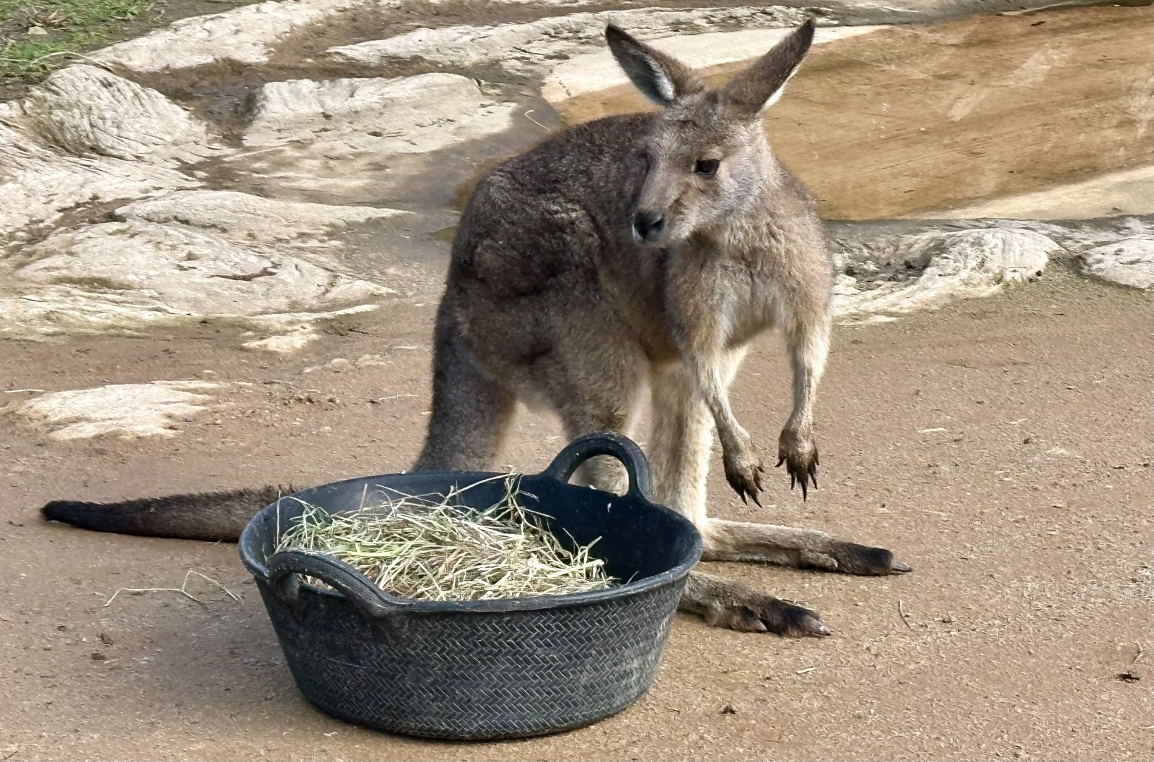 Forester kangaroo (Macropus giganteus tasmaniensis)