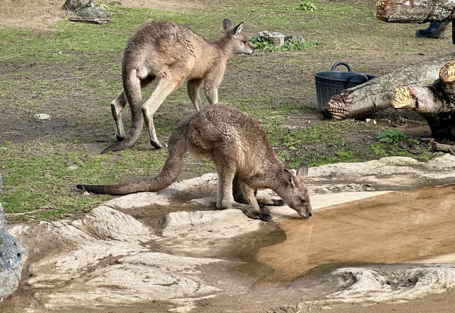 Forester kangaroo (Macropus giganteus tasmaniensis)