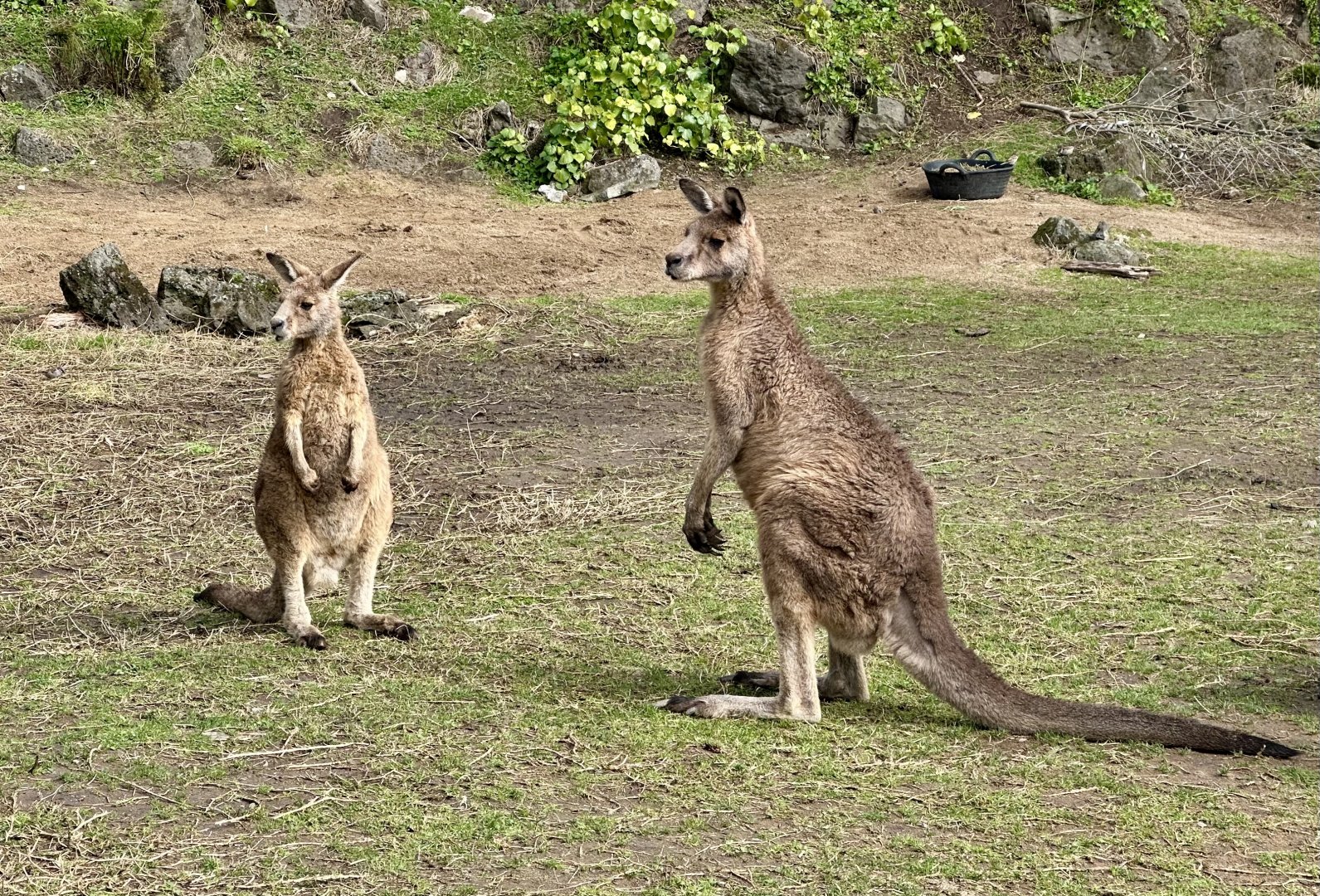 Forester kangaroo (Macropus giganteus tasmaniensis)
