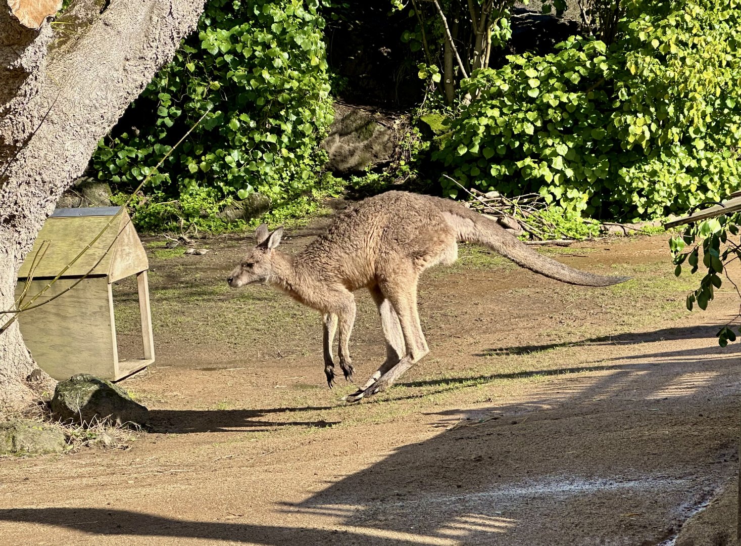 Forester kangaroo (Macropus giganteus tasmaniensis)