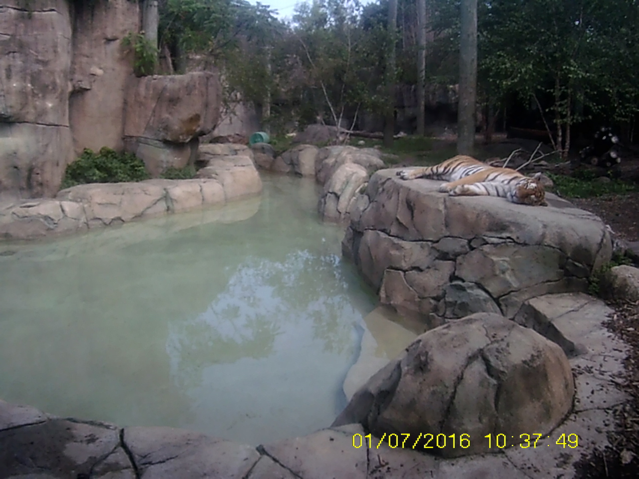 Forests - Amur Tiger Exhibit