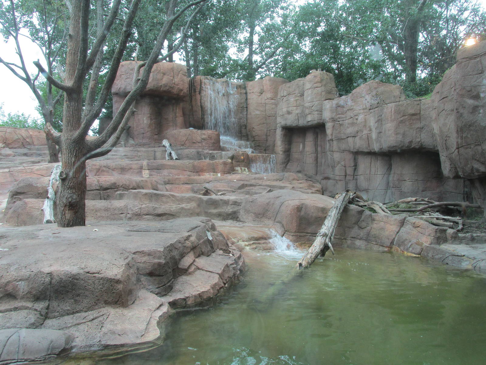 Forests - Bear Concrete Jungle