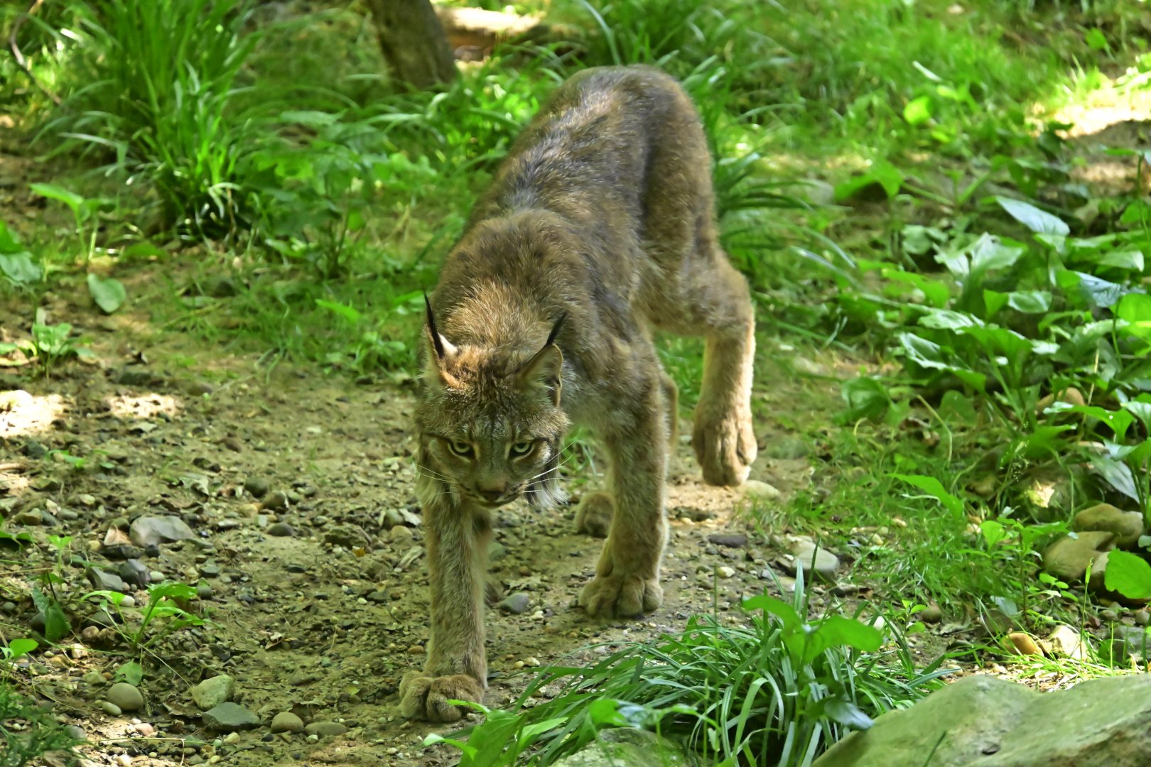 Forests - Canada Lynx (Lynx canadensis)