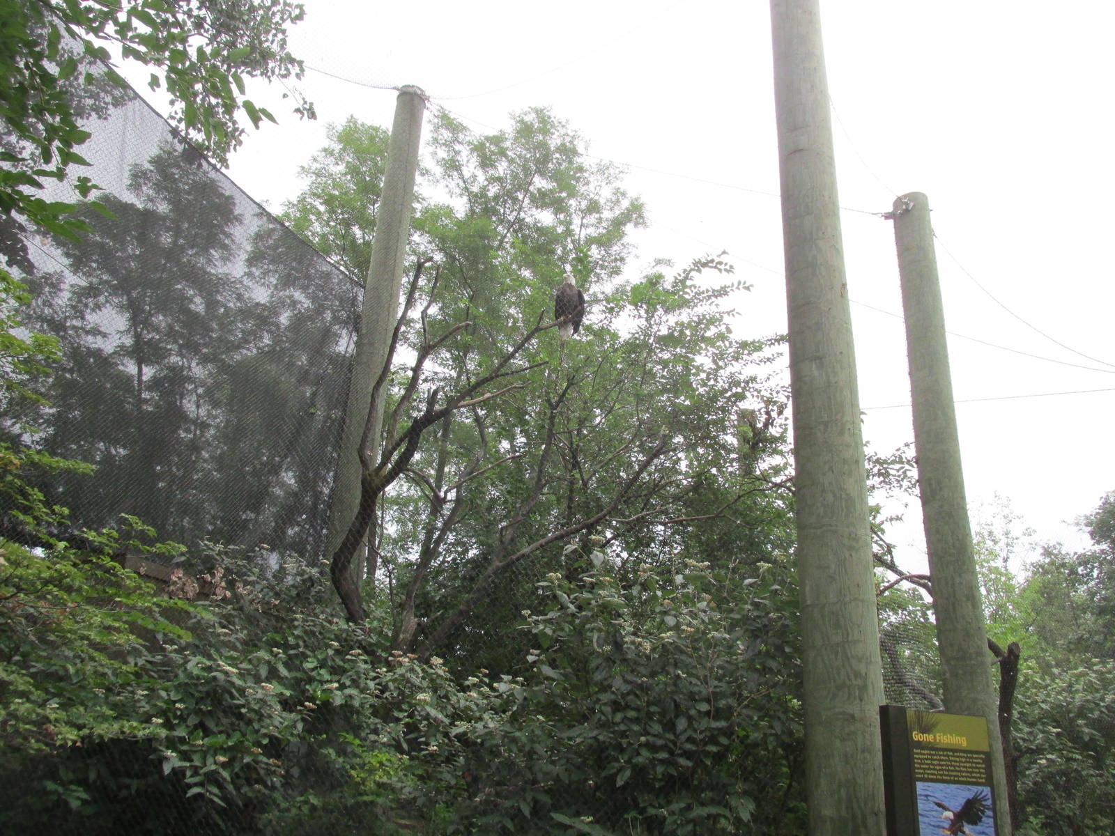 Forests - Eagle Aviary