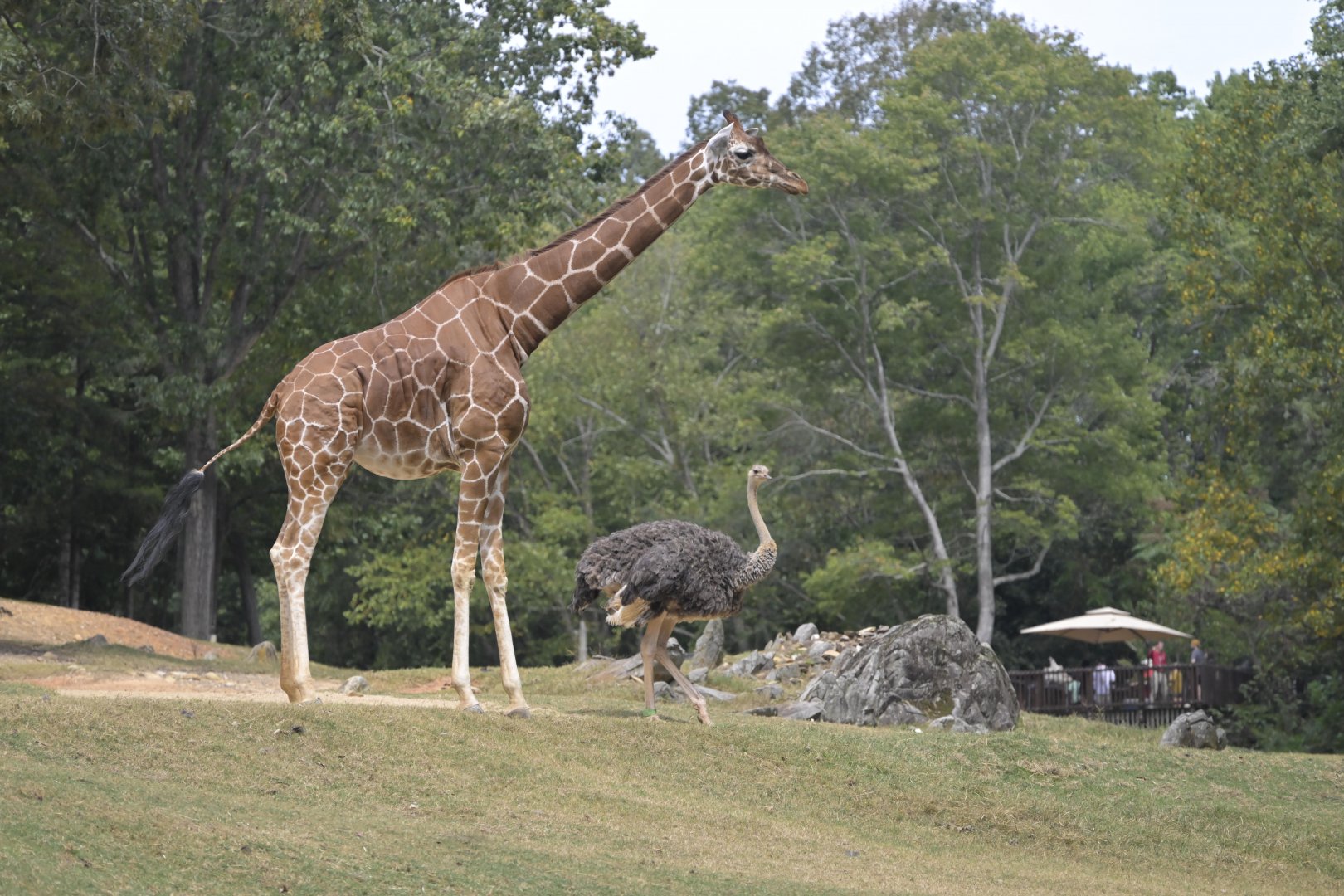 Forest's Edge - Giraffe and Ostrich