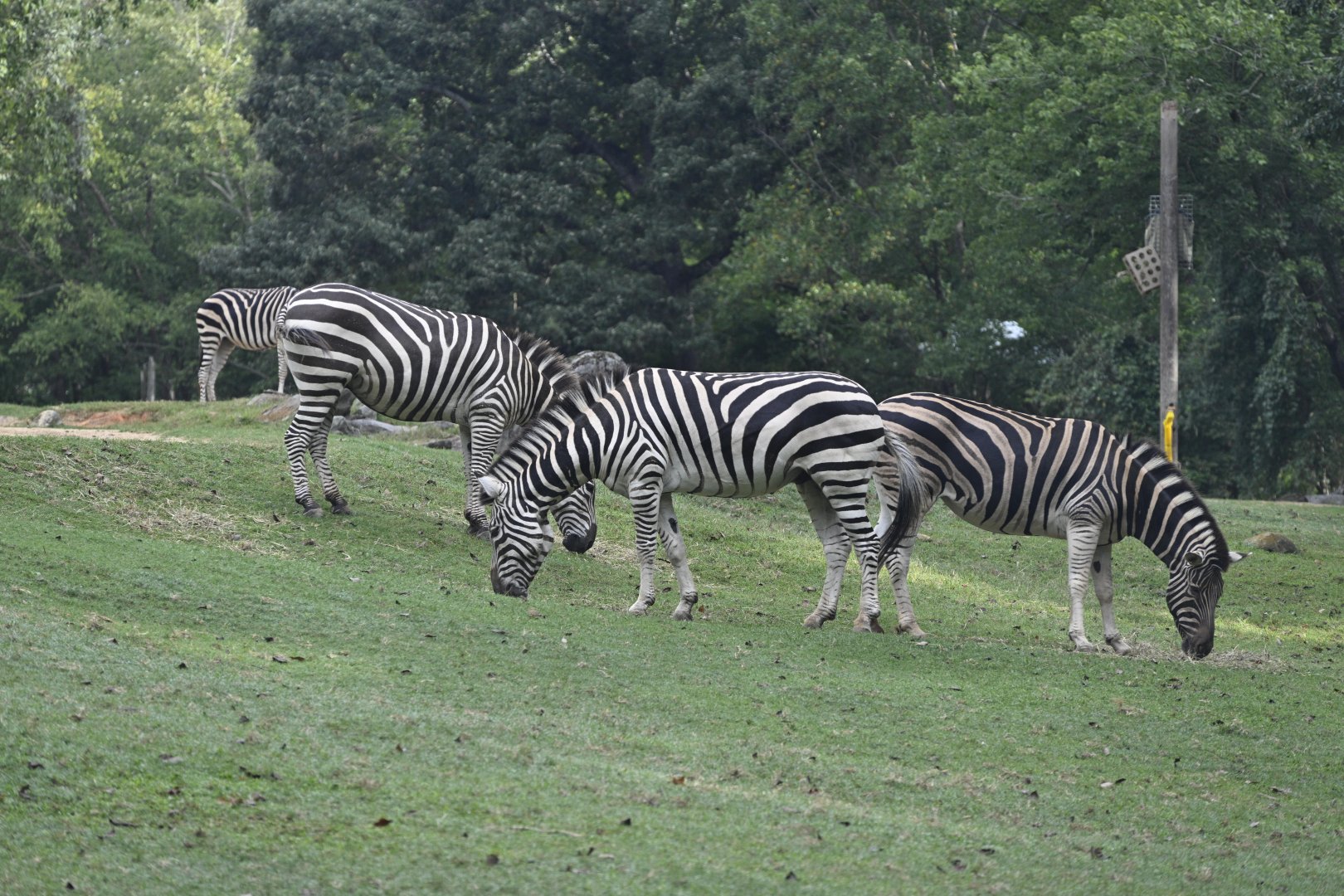 Forest's Edge - Herd of Grant's Zebra (Equus quagga boehmi)