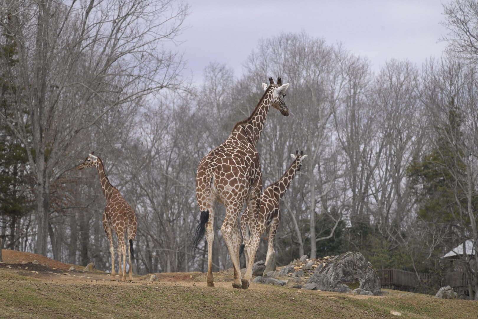 Forest's Edge - Northern Giraffes (Giraffa camelopardalis)