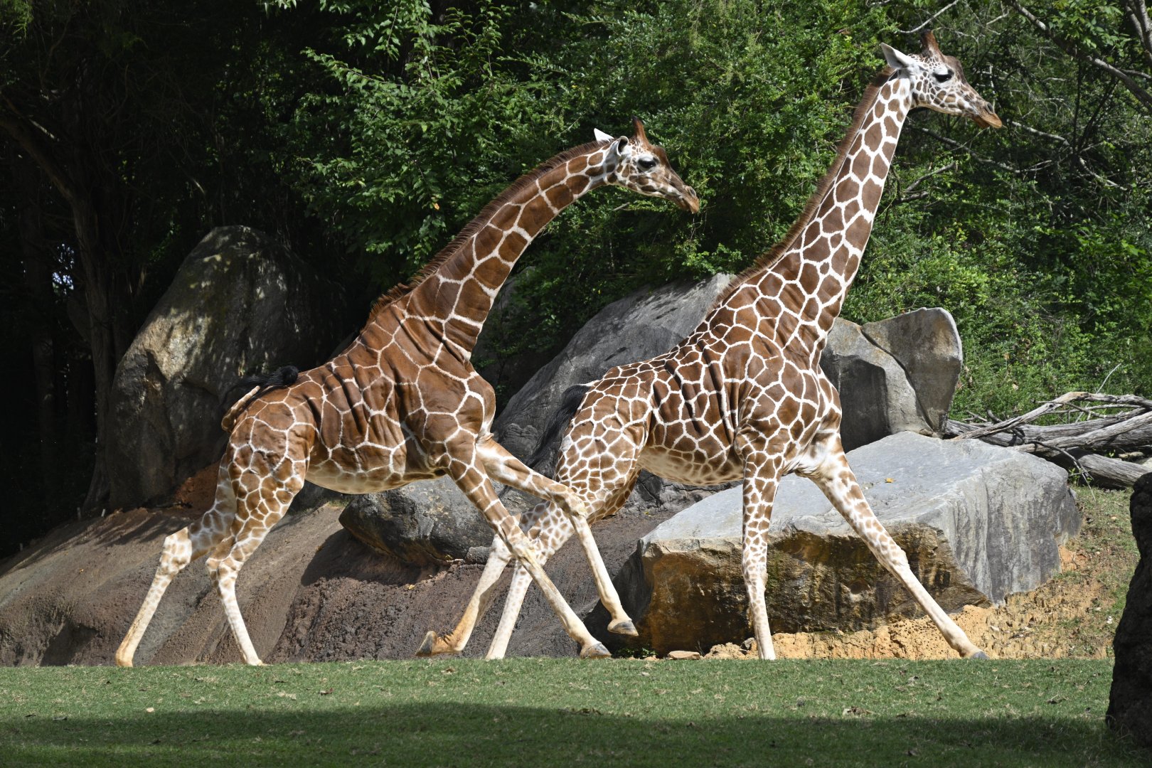 Forest's Edge - Running Giraffes