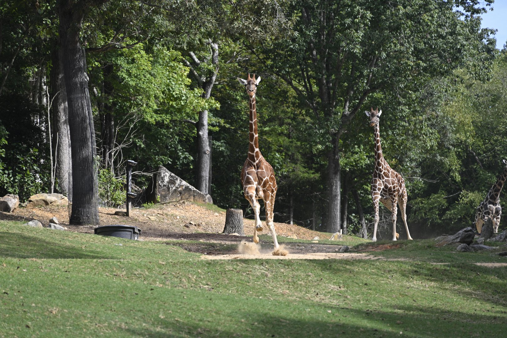 Forest's Edge - Running Giraffes