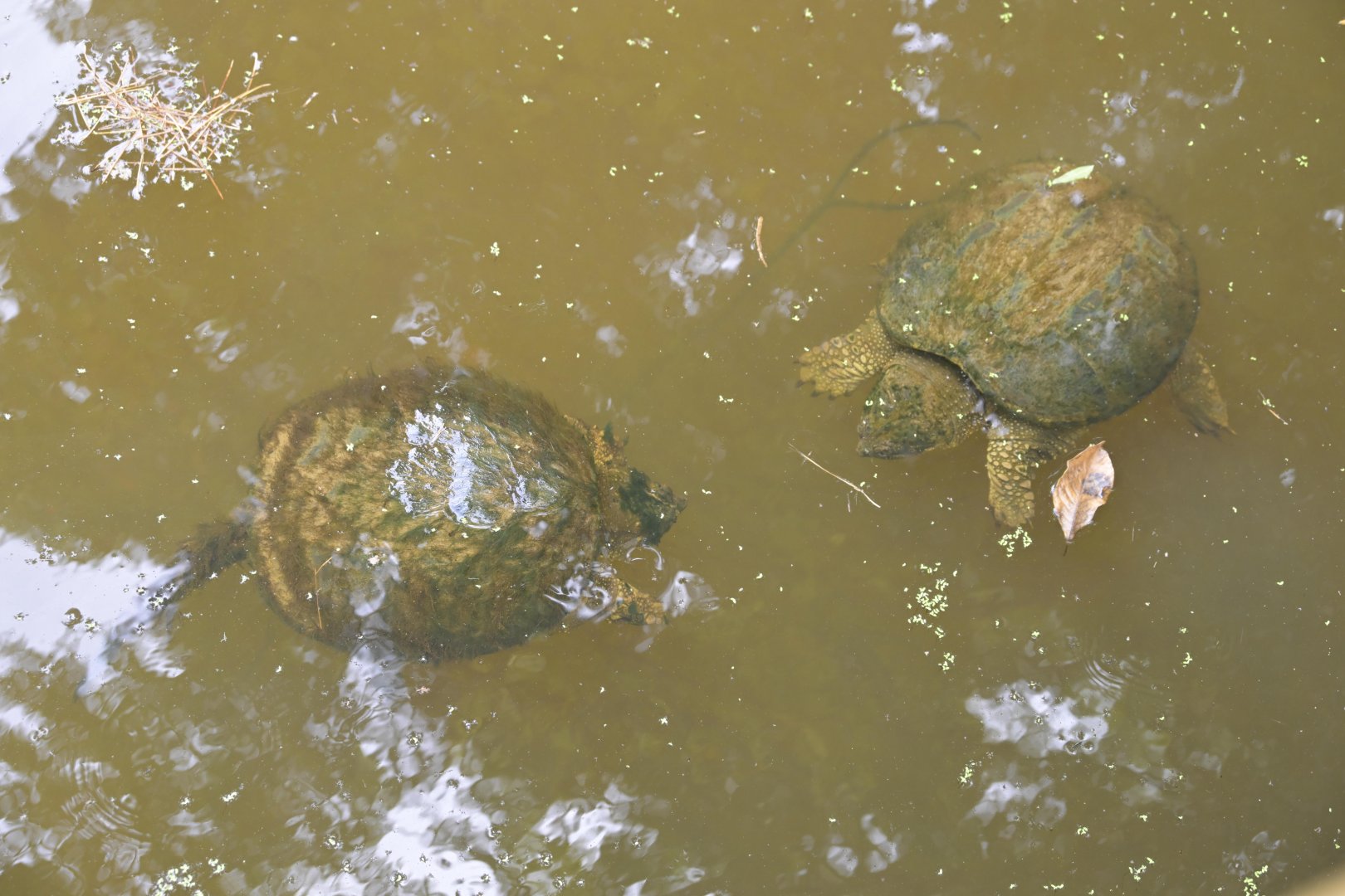 Forest's Edge - Wild Common Snapping Turtles