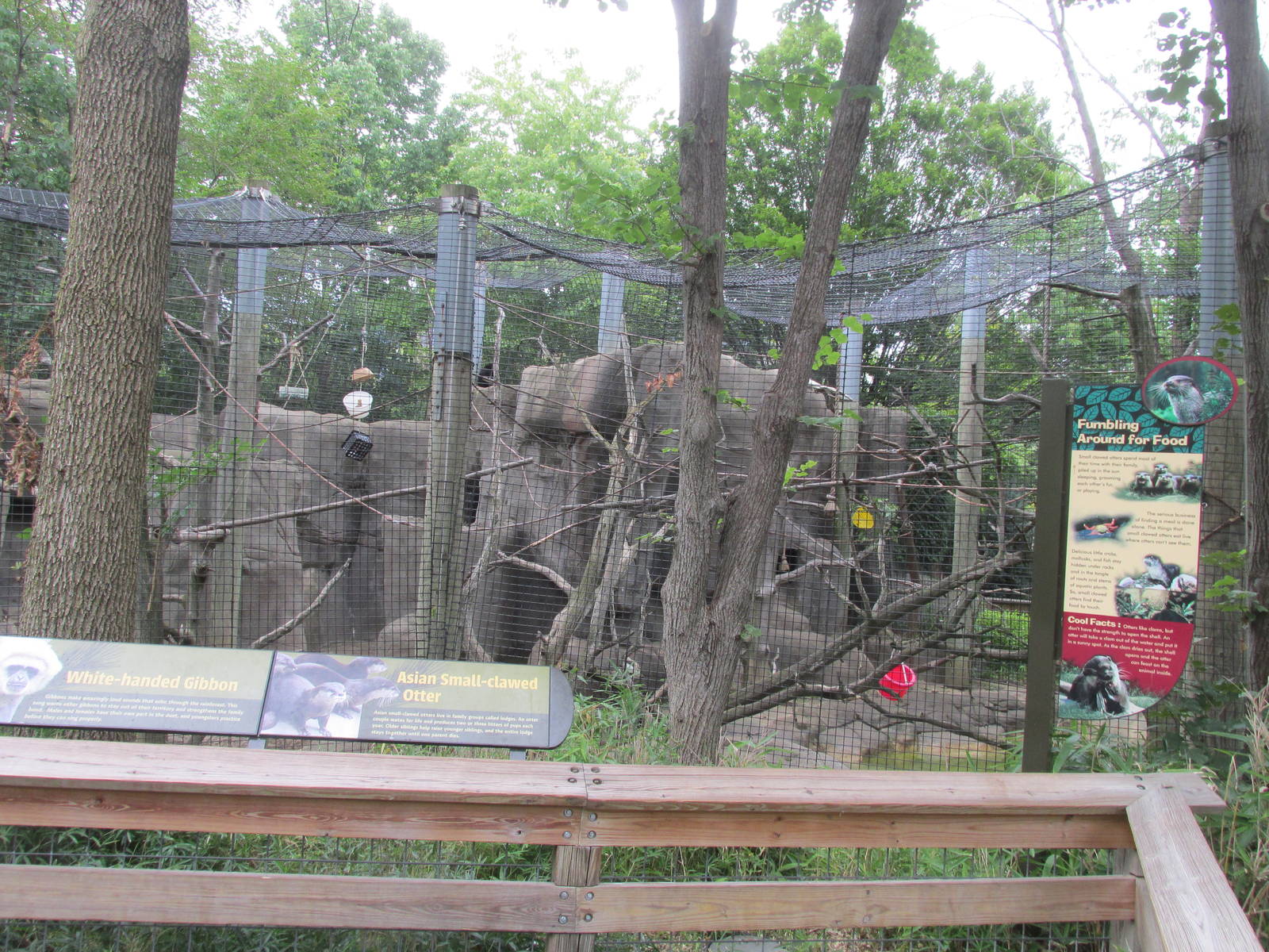 Forests - Gibbon and Otters