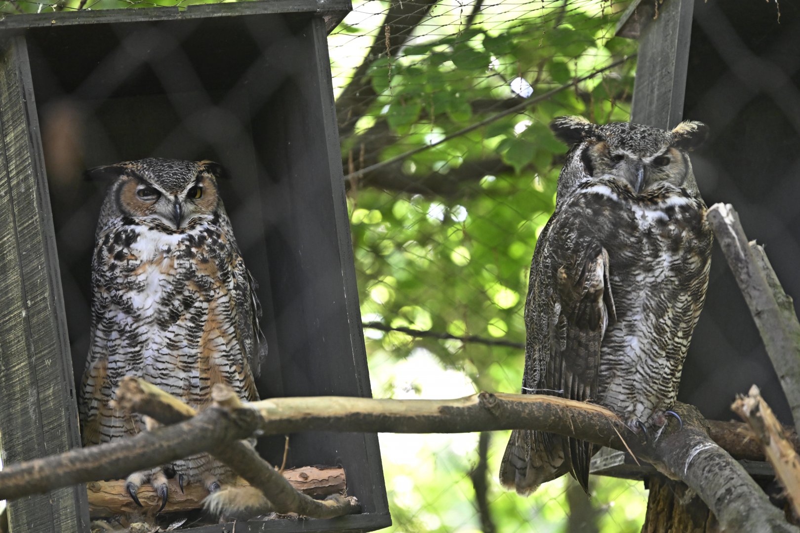 Forests - Great Horned Owls (Bubo virginianus)
