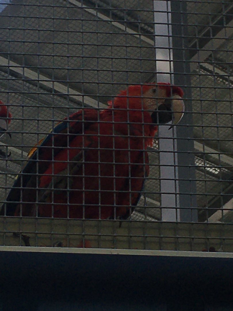 Forests - Green-winged Macaw