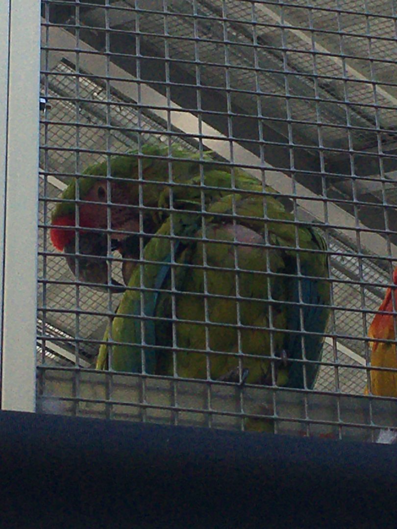 Forests - Military Macaw
