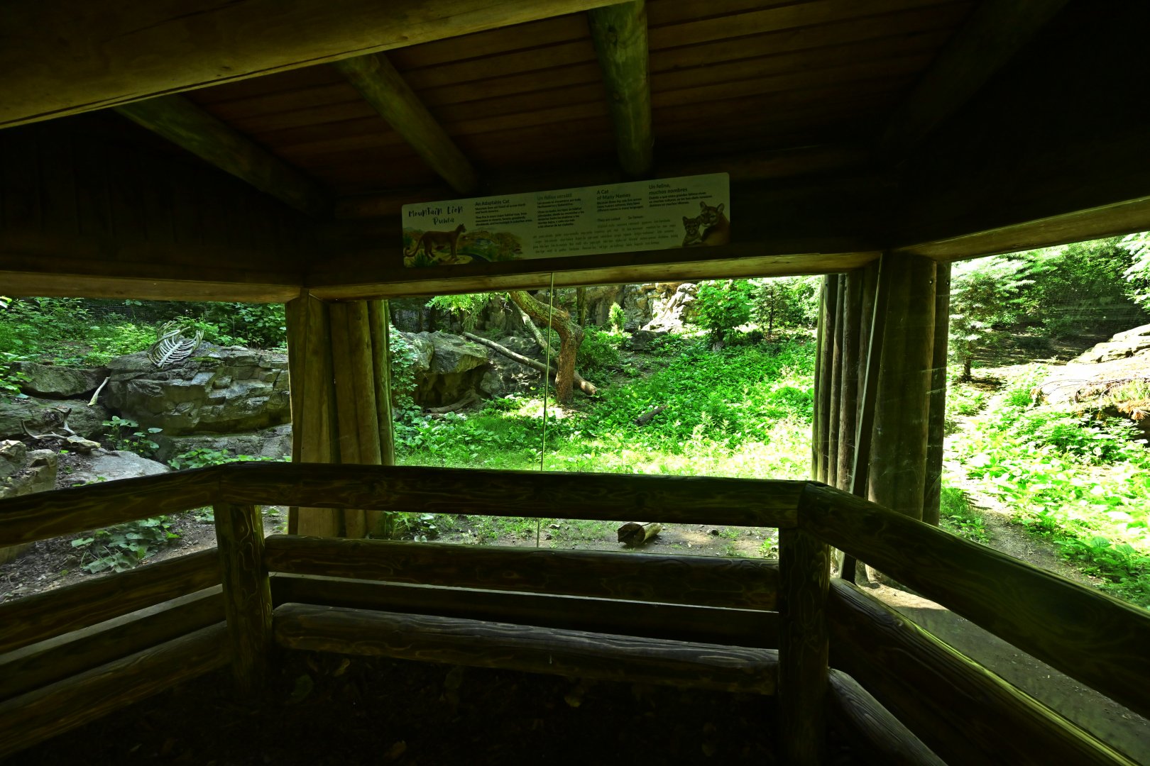 Forests - Mountain Lion (Puma concolor) Exhibit Viewing