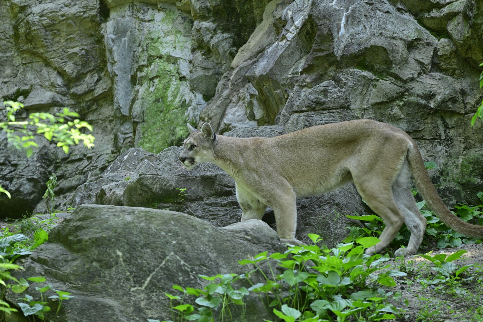 Forests - Mountain Lion (Puma concolor)